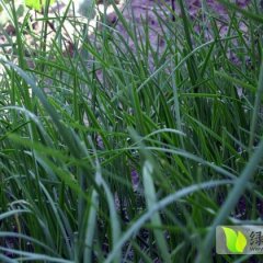 山东莘县 富生韭菜火爆招商中