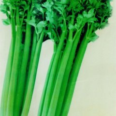 2014砀山芹菜价格波动不大