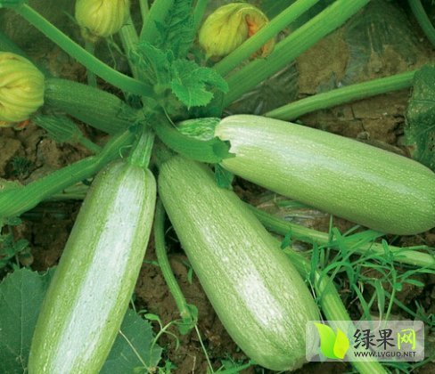2015年山东莘县法拉利价格