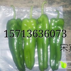 2015夏邑辣椒走过路过不要错过