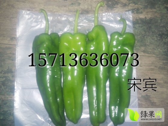 2014年河南夏邑301辣椒价格
