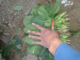 2014年山东东昌府大叶菠菜价格