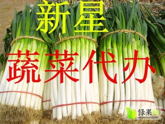 2014年河南新野长白大葱价格
