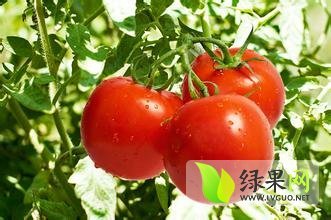 许昌大庄李小姐12月硬粉西红柿