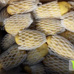 2014滕州土豆值得出手