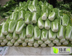 山东东平北京新三号白菜著名品种