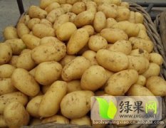 2014济阳土豆