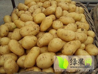 2014年山东济阳荷兰十五价格