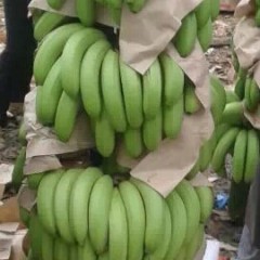 广西武鸣威廉斯香蕉何去何从