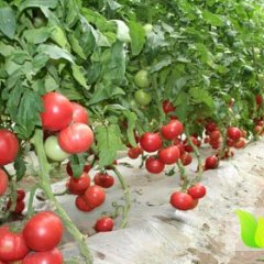 集美海凤陈先生12月罗曼西红柿