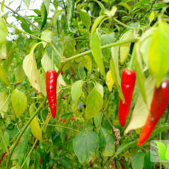 福建集美野山椒辣椒长势旺盛