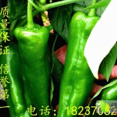 夏邑县巨无霸供应 颜色鲜亮大小均匀 欢迎咨询