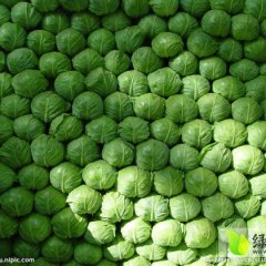 2014嘉鱼甘蓝大量供应