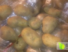 2014围场土豆抓住商机无限