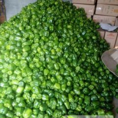 昌乐万亩优质蔬菜大量上市 欢迎来收购