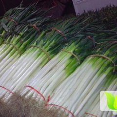 2014费县大葱现在订货有惊喜