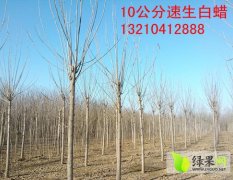 惠民开发李灵宝3月10公分白蜡绿化苗木