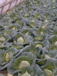 2014铜山甘蓝钱多人傻速来抢购