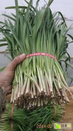 2014凌海韭菜现在订货有惊喜