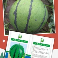 2014睢阳西瓜走过路过不要错过