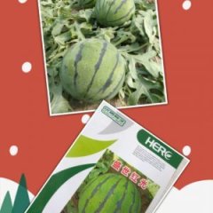 睢阳西瓜上货量大李口李奇峰诚信合作