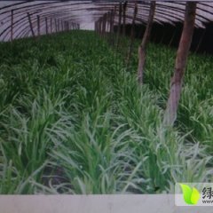 2014中牟韭菜价格波动不大