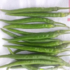 平南安怀麦曙新4月线椒辣椒