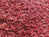 河北深州新一代朝天椒辣椒著名品种