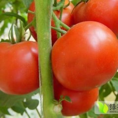 岱岳西红柿品质优良,房村邹风华诚信合作