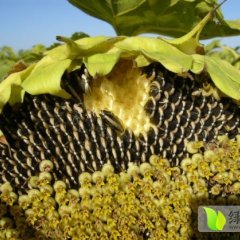 玉门柳河李永亮8月美葵5009葵花