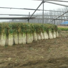 昌邑围子高继耀9月长白大葱