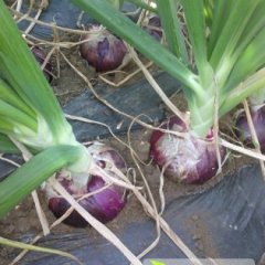 云南洱源早红皮洋葱2015年1月上市！