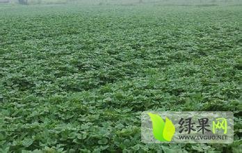 固安112国王震12月紫薯红薯