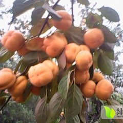 唐山柿子价格行情平稳,遵化金奎诚信合作