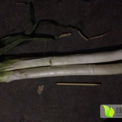 山东滕州章丘大葱口感爽口