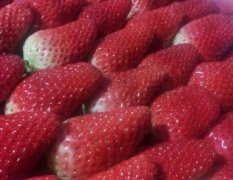 山东青岛平度甜宝草莓