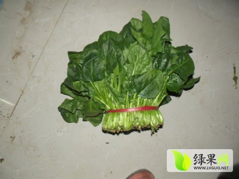 2014年山东东昌府大叶菠菜价格
