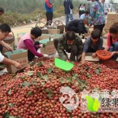 清河大辛马勇信8月大金星山楂