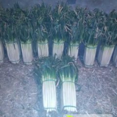 山东平度铁杆大葱价格适宜