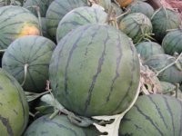 砀山京研春龙全国独家代理