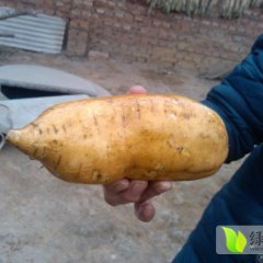 元氏红薯名优产品,苏阳李俊娥诚信合作
