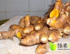 广西黄姜种植基地