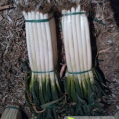 平度大葱价格行情平稳张戈梁京超诚信合作