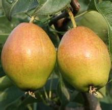 大荔梨价格行情平稳,范家贺正民诚信合作