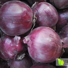 玉门洋葱产销两旺,黄闸yang诚信合作