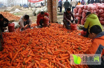 2014年河南南阳三红萝卜价格