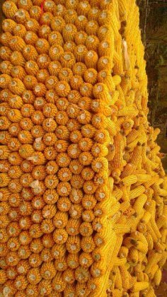 2014米脂玉米价格波动不大