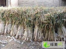 山西万荣长白大葱随行就市