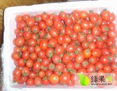 广西合浦千禧圣女果西红柿火热上市