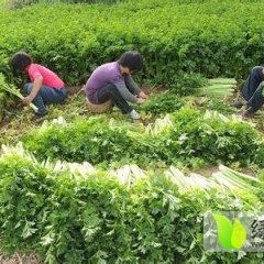 合浦石康庞慎安12月皇妃芹菜